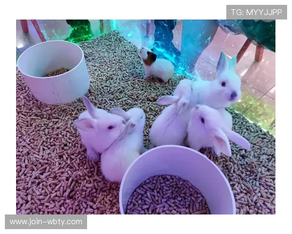 如何选择优质的万博投注网站确保交易安全与优质服务体验